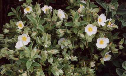 Cistus pouzolzii