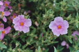 Cistus x pulverulentus ‘Fiona’