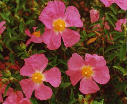 Cistus x purpureus nothof. holorhodos