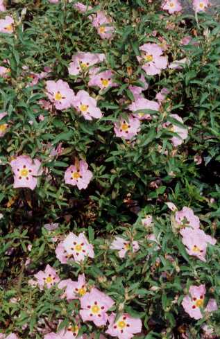 Cistus x purpureus f. stictus