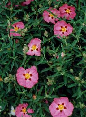 Cistus x purpureus Lam.