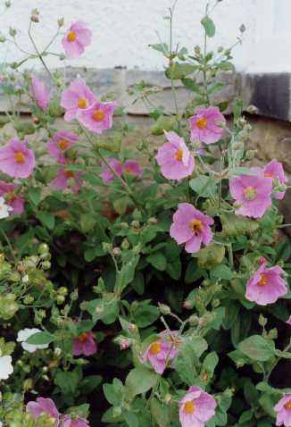 Cistus x ralletii Demoly