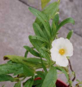 Cistus sintenisii Litard.