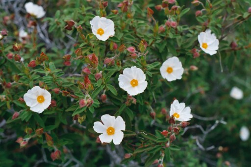 Cistus x skanbergii f. albiflorus