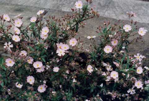Cistus x skanbergii