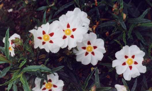 Cistus x stenophyllus Link.