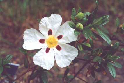 Cistus ladanifer var. sulcatus f. bicolor
