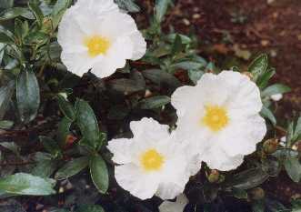 Cistus ladanifer var. sulcatus f. latifolius
