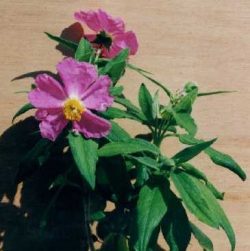 Cistus symphytifolius Lam.