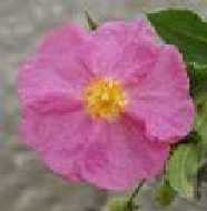 Cistus symphytifolius Lam.