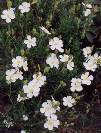 Halimium umbellatum (L.) Spach