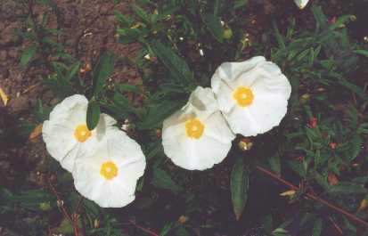 Cistus x verguinii var. albiflorus