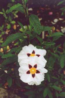 Cistus x verguinii Coste & Soulié